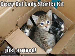 crazy cat lady kit